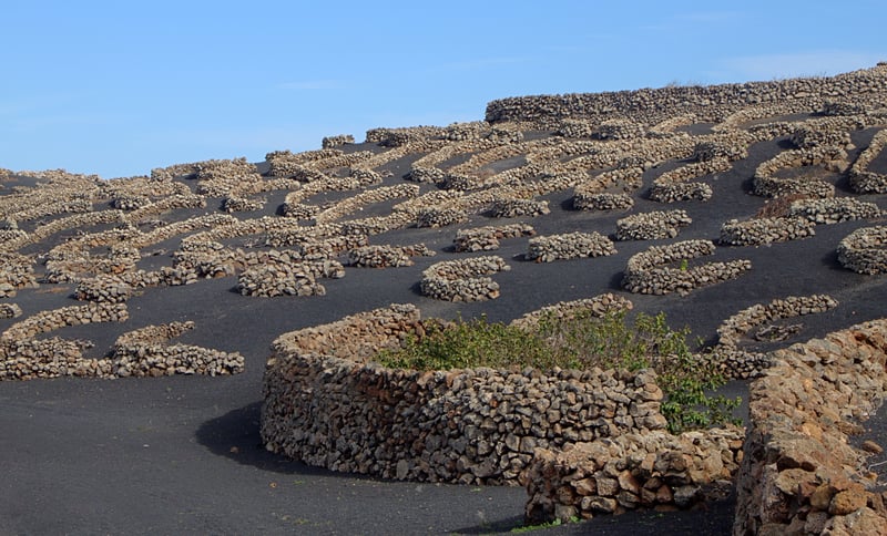 Scenic Spanish vineyard in wine region